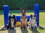 Agility pre psy